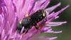 Pseudoanthidium sp.